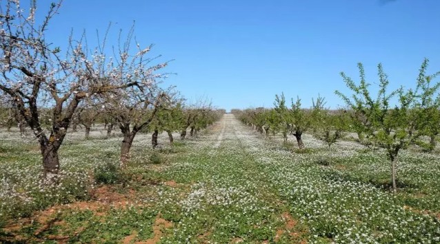 Situación fitosanitaria actual del cultivo del almendro en la Región de Murcia