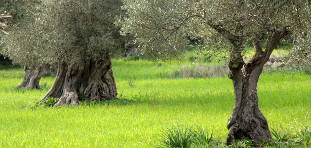 Jornada: Adaptación del cultivo del olivo al cambio climático