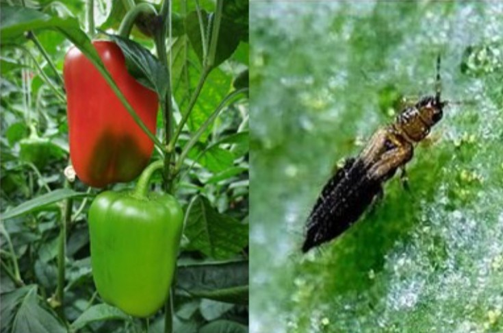 Avances en el control biológico en invernaderos hortícolas