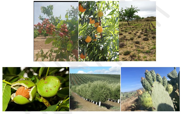 Diversificacion de cultivos y actividades de demostración en proyectos de transferencia del conociminento dentro de los objetivos pepac