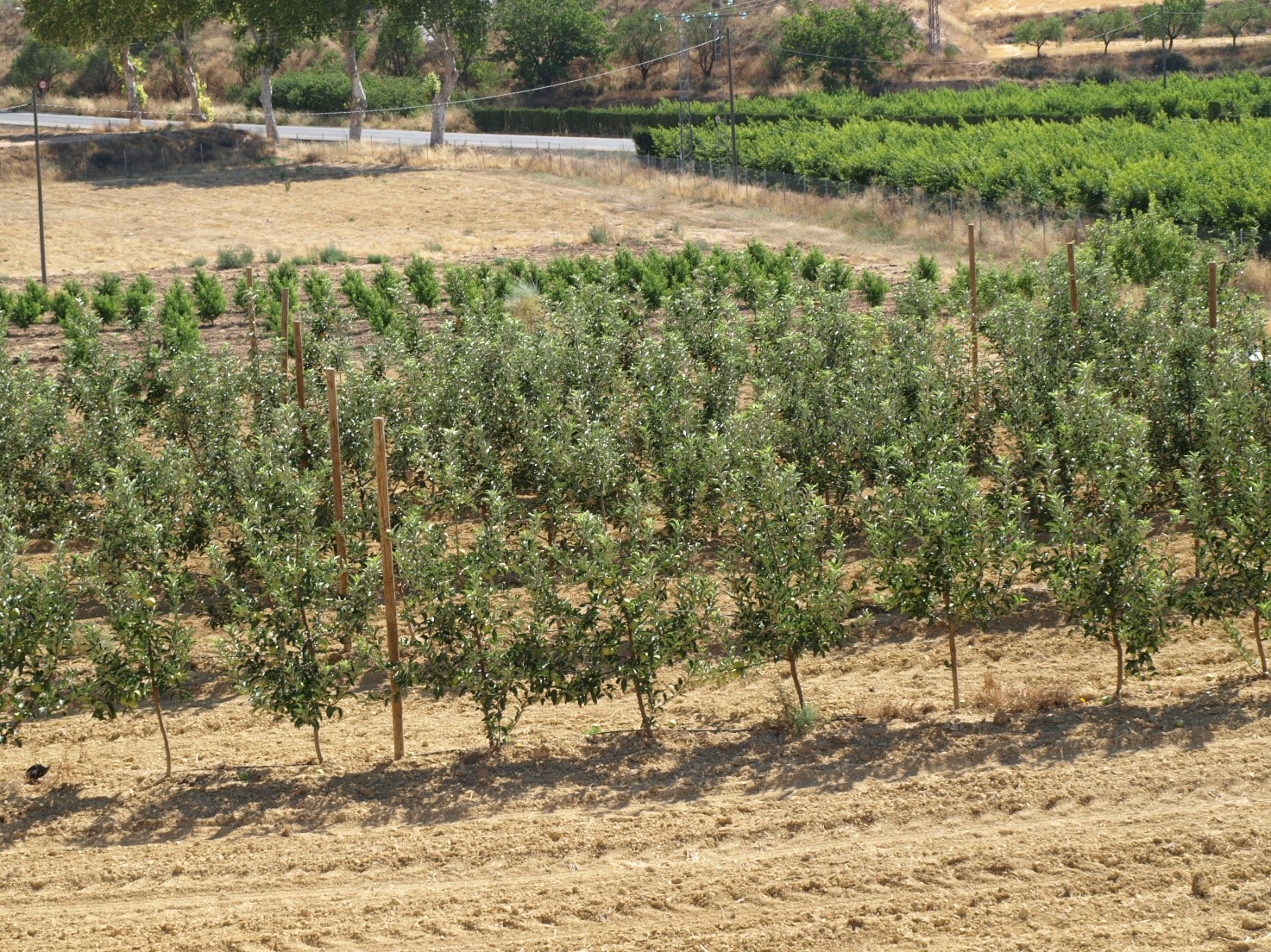 Jornada técnica: Gestion común de tierras