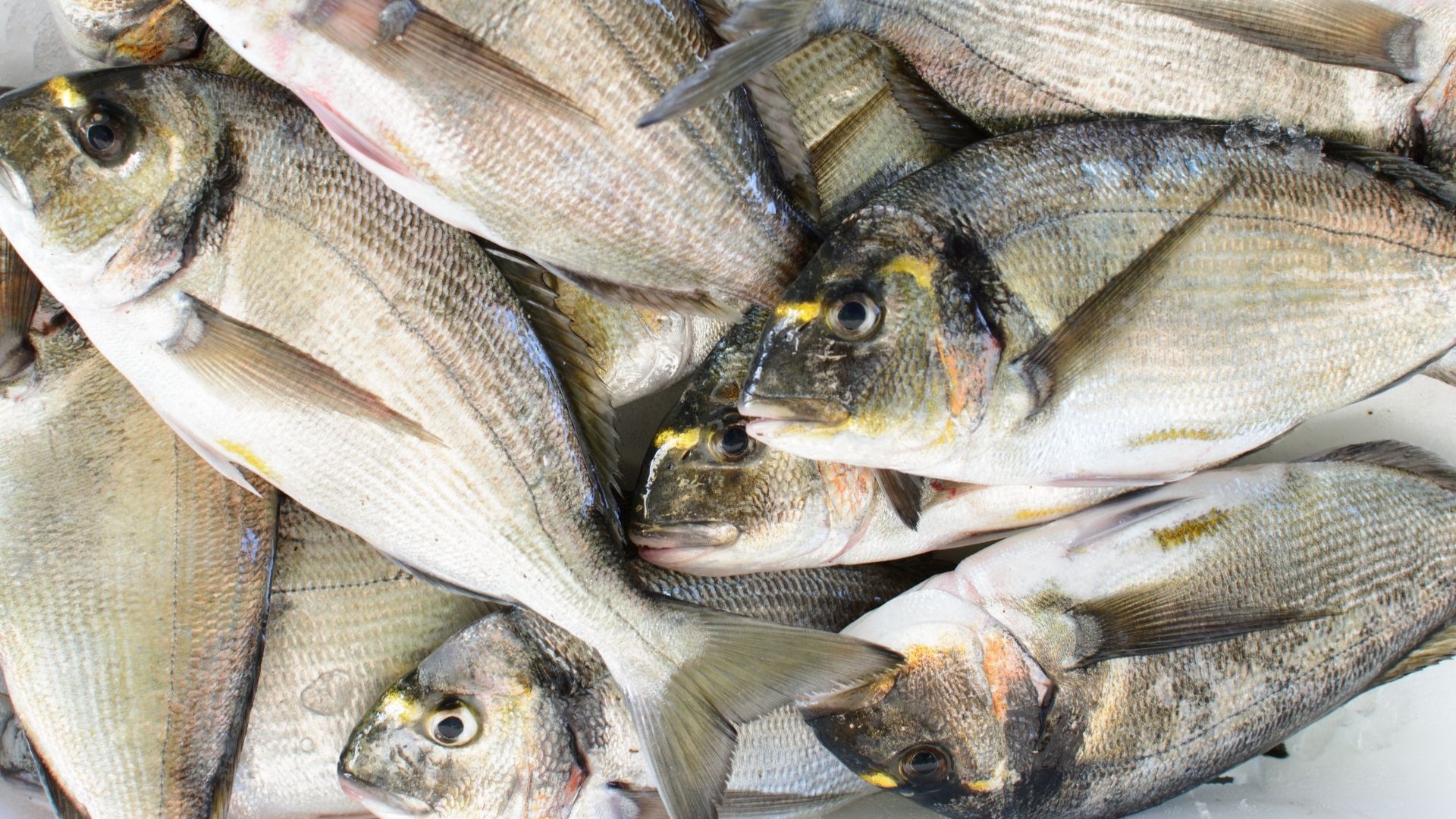 WEBINAR: El pescado del Mar Menor: de la mar a la mesa. Mar Menor: un mar de sabor