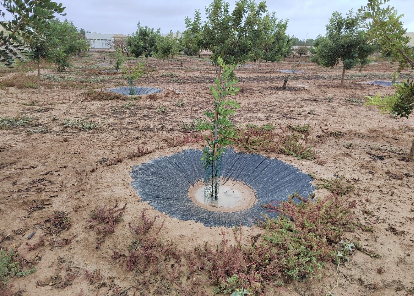 Jornada técnica: Nuevas estrategias de cultivo de algarrobo adaptadas al campo de cartagena