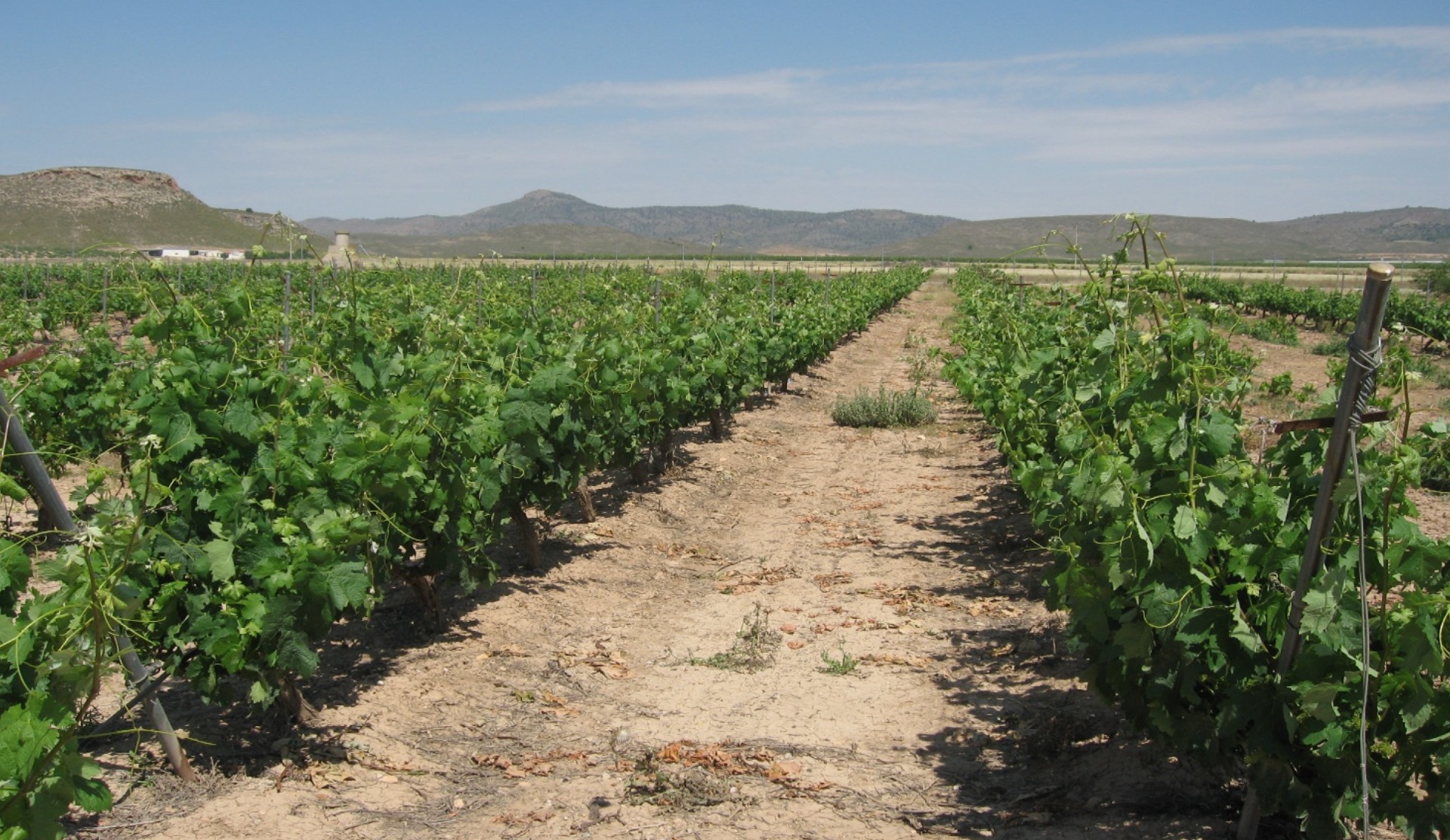 Jornada: Presente y futuro del desarrollo rural en la Región de Murcia con LEADER