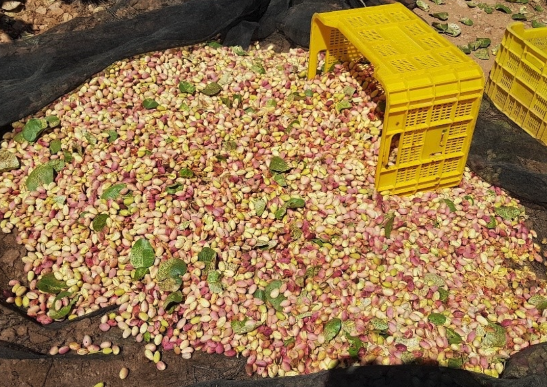WEBINAR: Jornada técnica cultivo del pistacho'