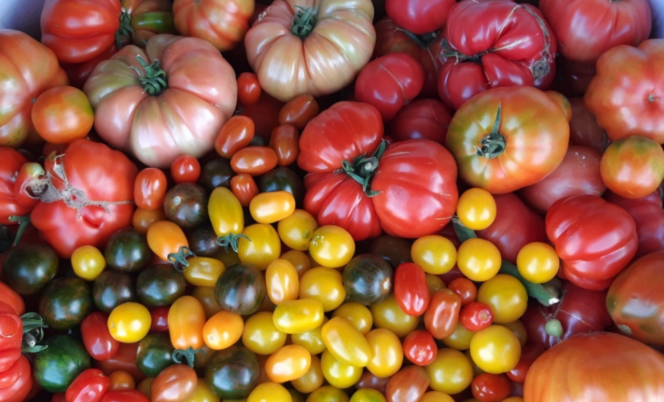 Jornada: Comportamiento de variedades autóctonas de tomate en fibra de coco bajo invernadero y jornada de degustación del producto